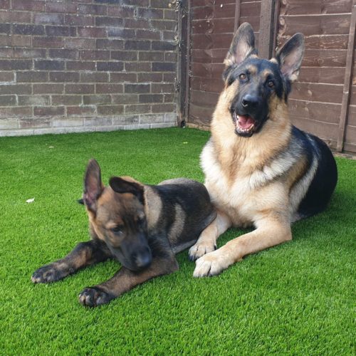 Dogs laying on installed artificial grass